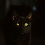 A black cat with striking green eyes gazes into the camera, surrounded by darkness.