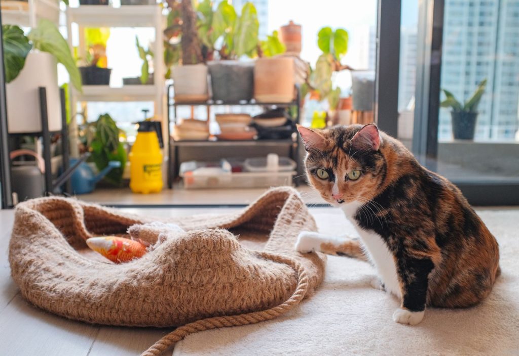 Calico cat sitting near a rope basket in an urban indoor setting with plants.