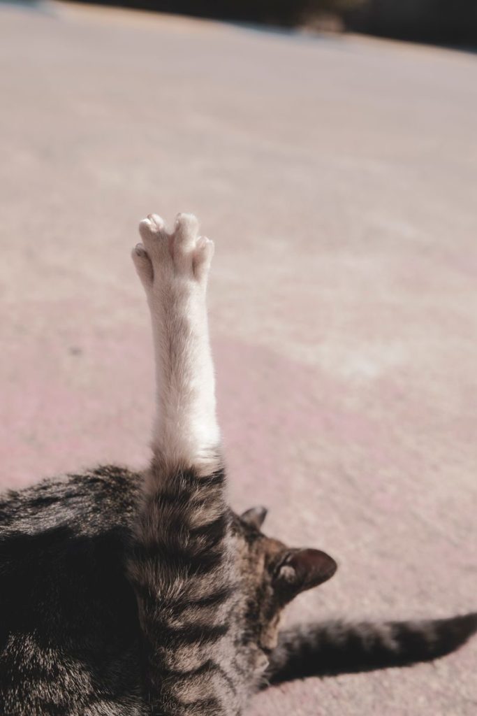 A tabby cat extends its paw in a playful stretch on a sunny day.