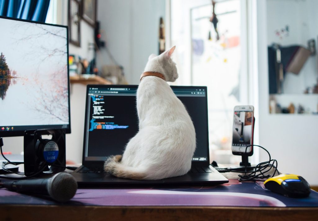 A curious white cat sitting on a laptop in a home office setting in Nha Trang, Vietnam.