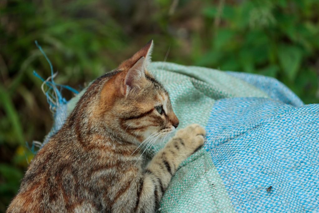 Close-up of a tabby cat lounging on blue fabric in a natural outdoor setting.