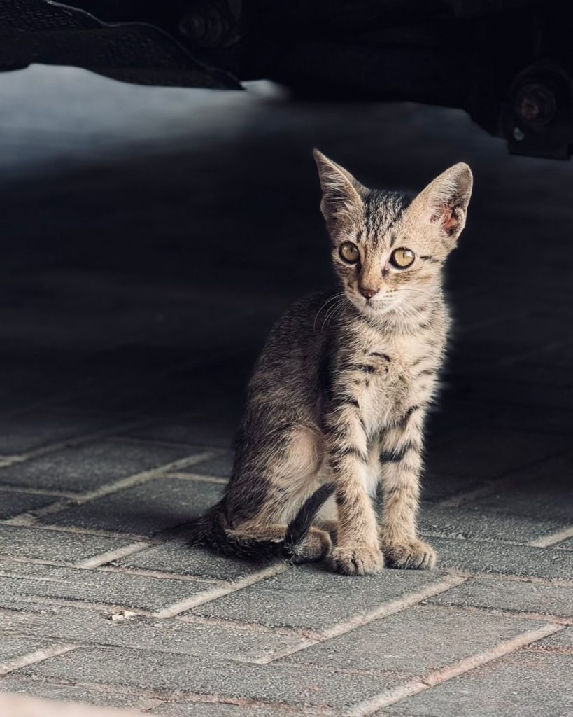 Adorable stray kitten with striped fur sitting curiously under a vehicle outdoors.