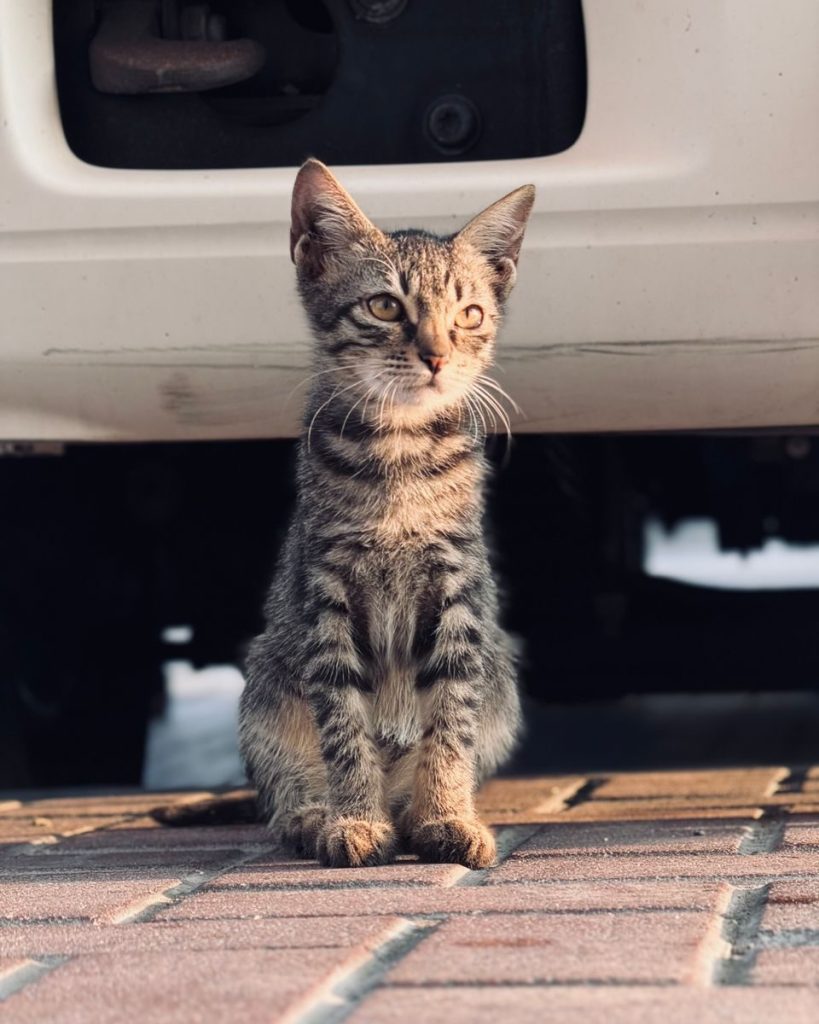 A cute striped kitten sitting on a brick path under a car, basking in the sunlight.