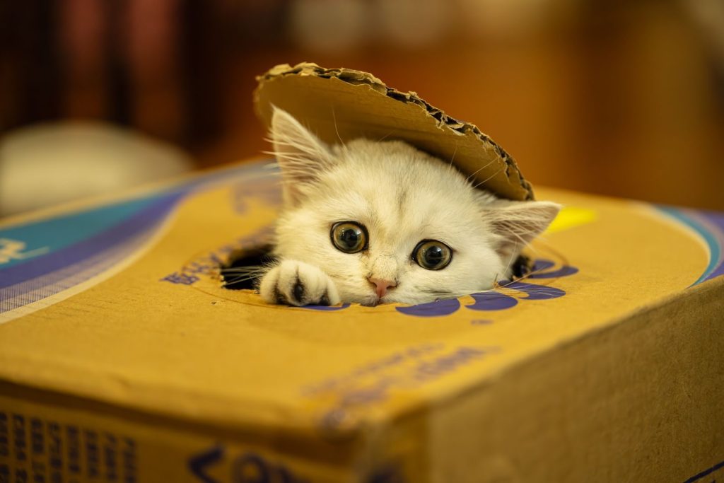 Adorable white kitten peeking out of a cardboard box with playful eyes.