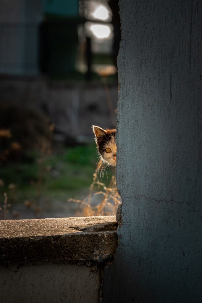 A cat playfully peeks around a concrete wall with natural lighting in an outdoor setting.