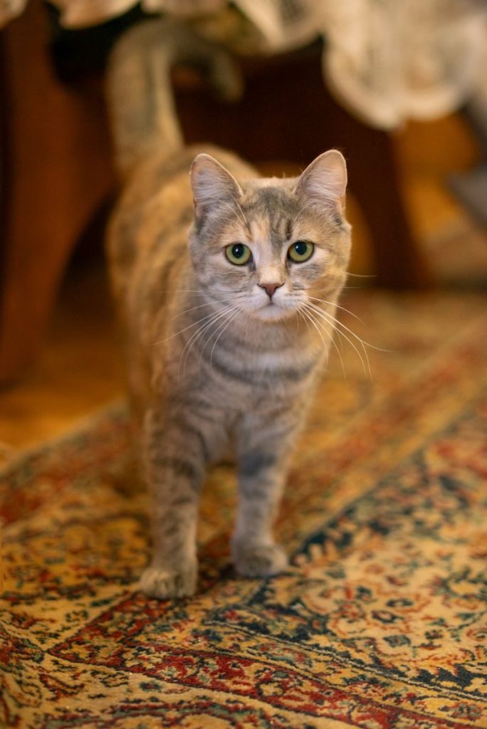 Adorable tabby cat standing on a Persian-style rug indoors.