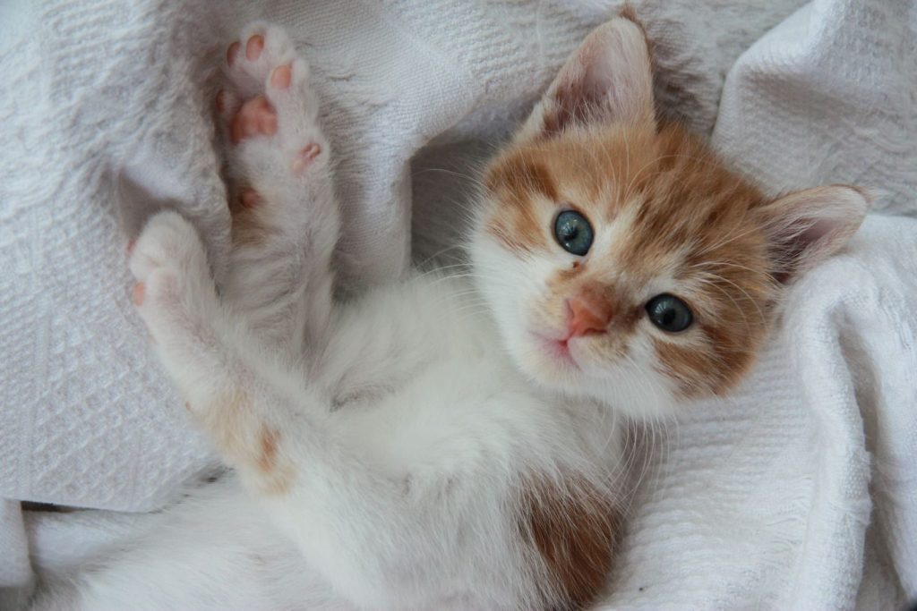 Charming orange and white kitten laying comfortably on a cozy white blanket, showcasing its playful and cute demeanor.