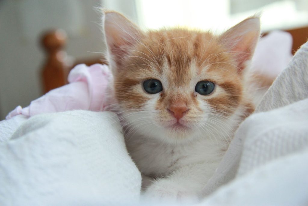 Cute orange kitten with blue eyes resting in a cozy white blanket, exuding warmth and comfort.