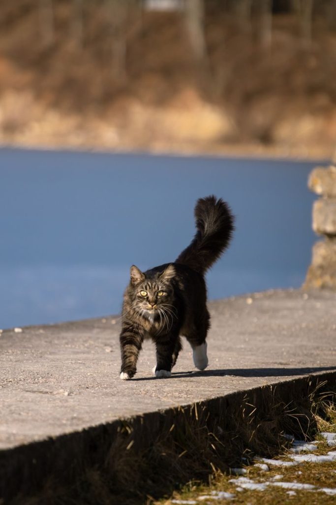 A fluffy tabby cat confidently strolls along a lakeside path on a sunny day.