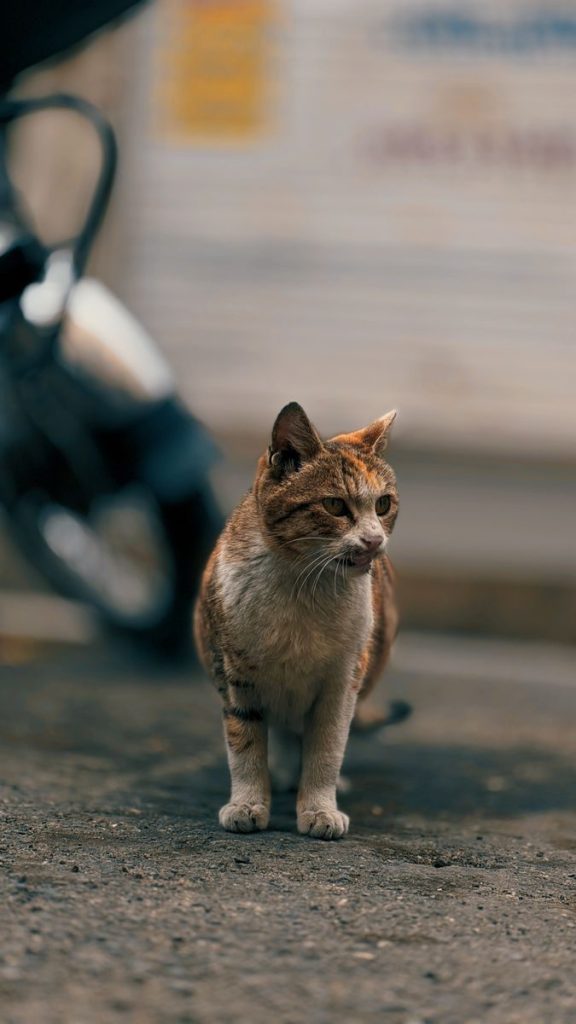 A street cat in Tehran stands on pavement with a blurred scooter in the background, conveying urban life.