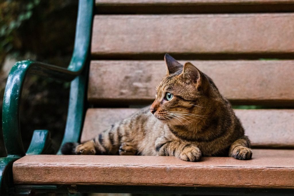 A beautiful brown tabby cat rests peacefully on a wooden park bench in an outdoor setting.