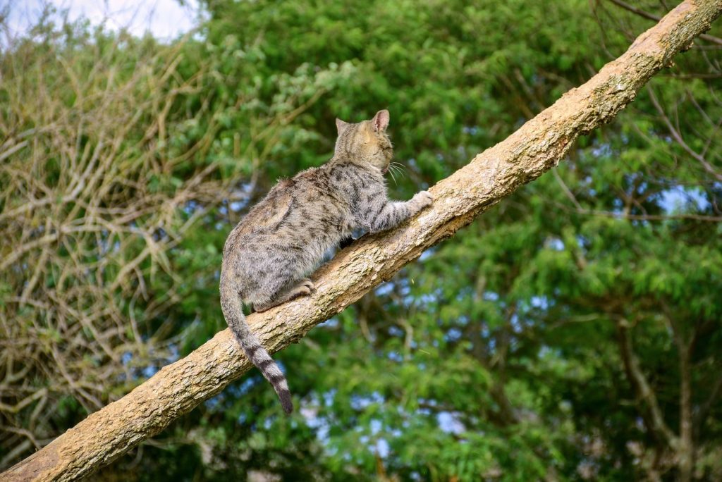 A tabby cat climbs a tree branch surrounded by lush greenery, showcasing agility and curiosity.