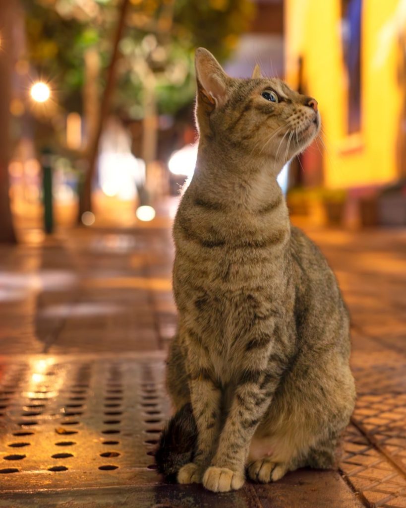 A domestic cat sits alertly on a city street in Peru, captured in warm nighttime lighting.