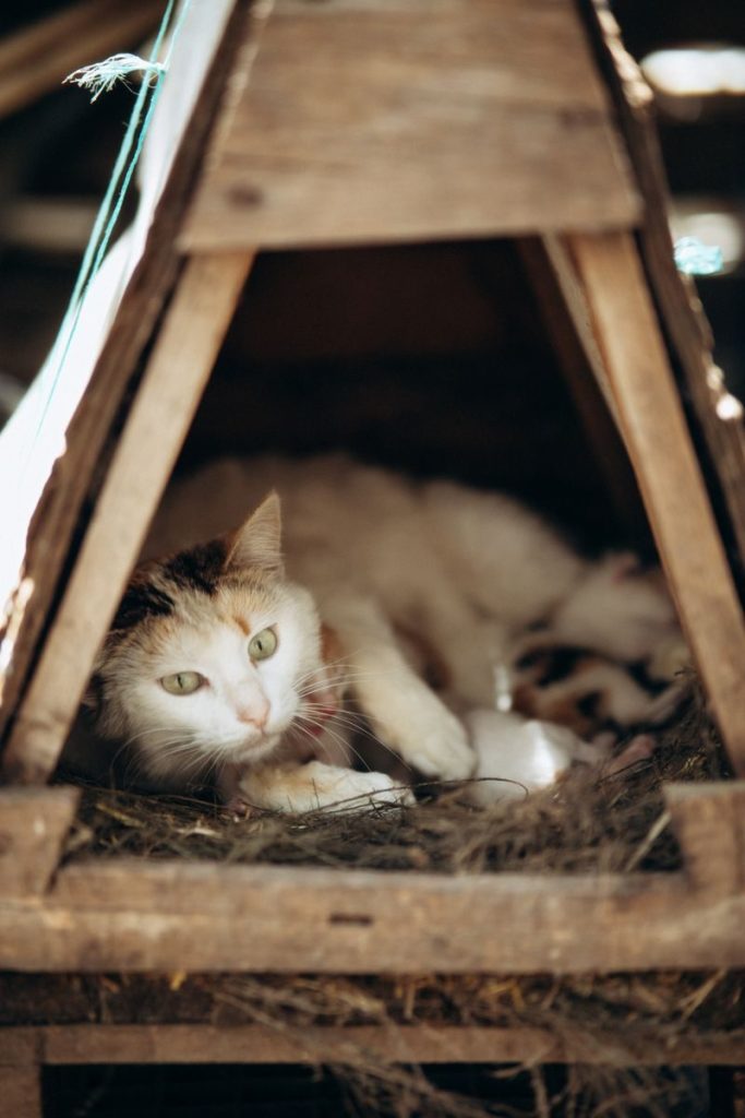 A mother cat with her kittens resting comfortably inside a wooden barn shelter.
