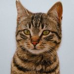 A detailed and captivating portrait of a tabby cat showing its distinct markings and intense expression.