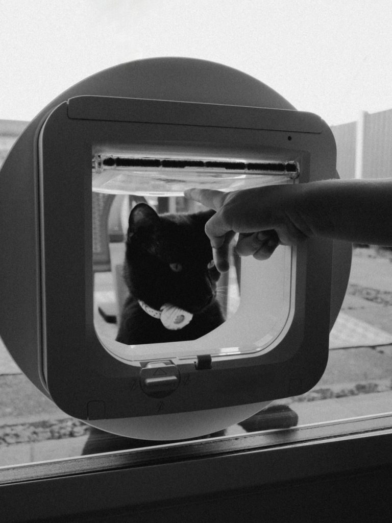 A black cat looking through a pet door with a human hand reaching toward it. Captivating and warm.
