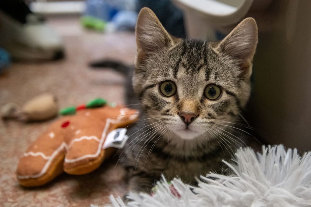 Adorable tabby kitten playing with a plush toy inside a cozy home environment.