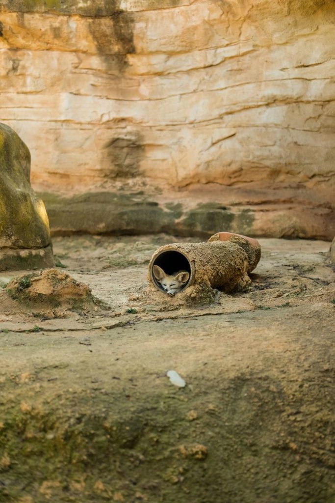 Cute fennec fox resting in a cozy pipe at Rabat Zoo.