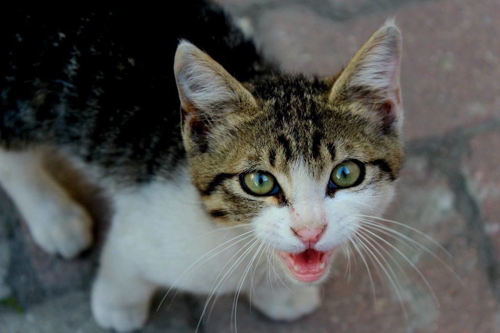 A close-up photo of a curious tabby cat with green eyes meowing on a stone path.