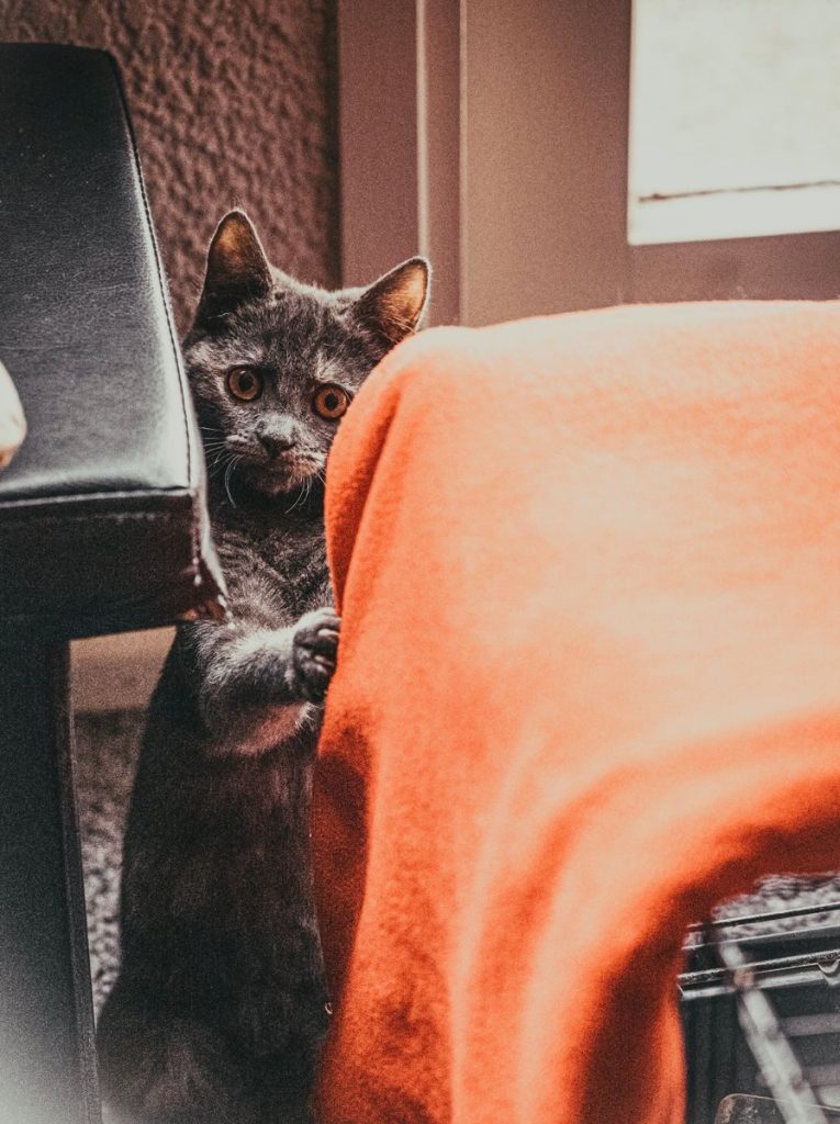 Adorable gray cat peeking from behind a red cloth indoors, showcasing playful and curious behavior in a cozy setting.