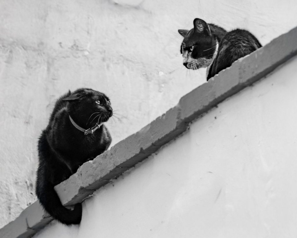 Black and white photo of two cats sitting on a rooftop ledge in an urban setting. Captured in Peru.