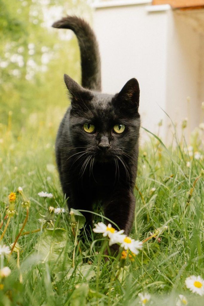 Close-up of a black cat walking through a grassy field with wildflowers, showcasing elegance and curiosity.