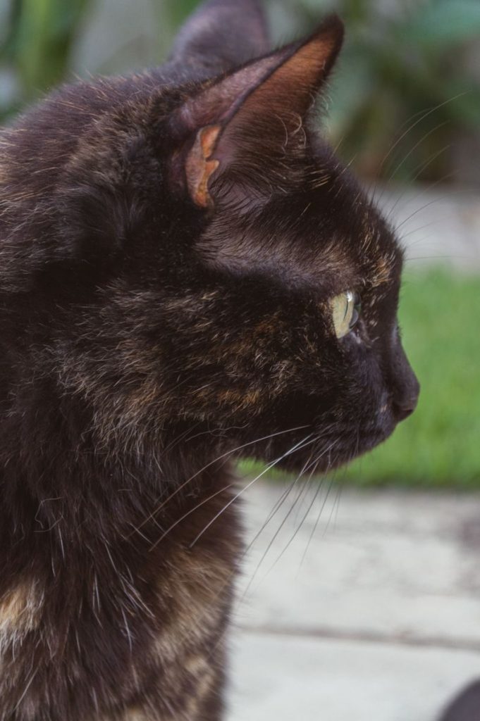 Detailed profile of a black cat with striking green eyes in an outdoor setting.