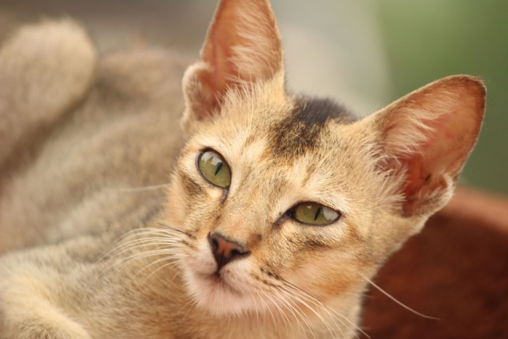 A close-up photo of a relaxed domestic cat with green eyes, capturing its serene expression.