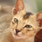 A close-up photo of a relaxed domestic cat with green eyes, capturing its serene expression.