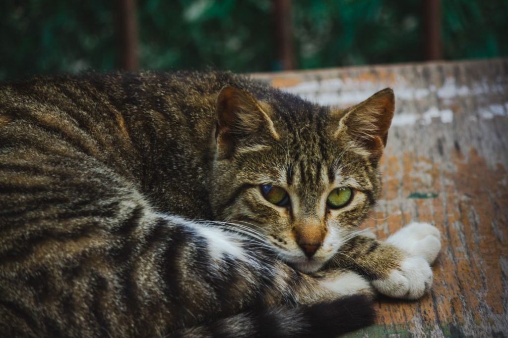 Close-up of a tabby cat with striking green eyes reclining outdoors on wooden surface.