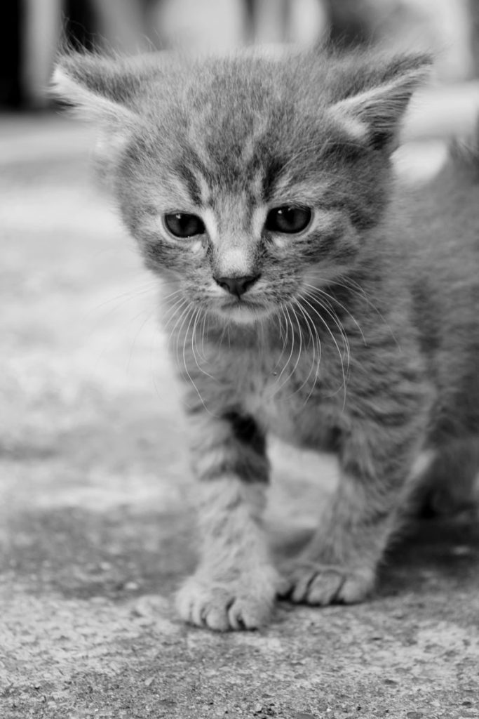 Cute black and white close-up of a tabby kitten looking curiously, captured outdoors.