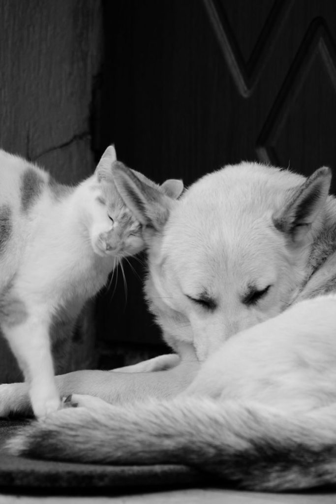 A peaceful black and white scene of a cat nuzzling a sleeping dog.