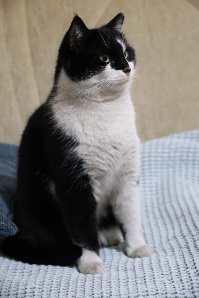 Cute black and white cat sitting upright on a cozy textured surface indoors.