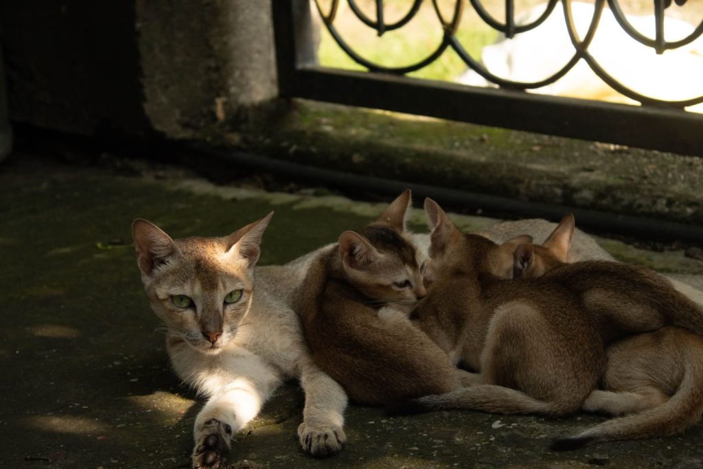A mother cat and her kittens rest peacefully in a sunlit spot, capturing a serene family moment.