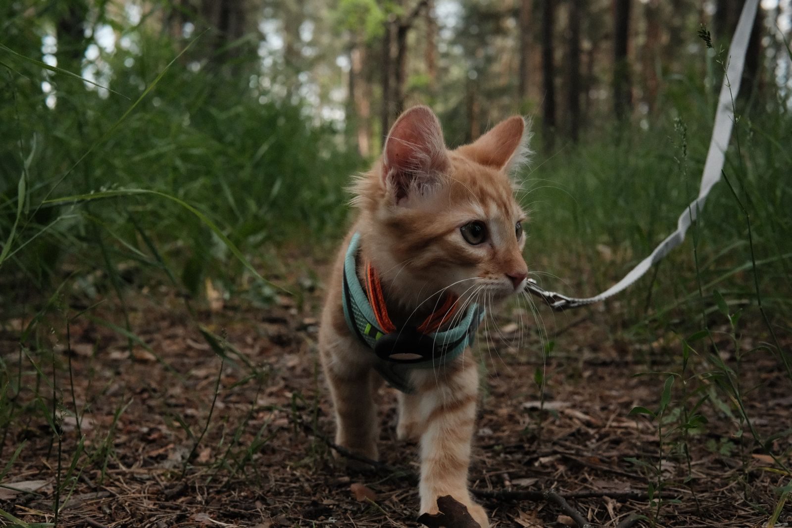 Cute ginger kitten on a leash exploring a lush forest path. Perfect for pet lovers and nature enthusiasts.