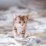 Cute and curious kitten exploring a bed indoors, showcasing its adorable features.
