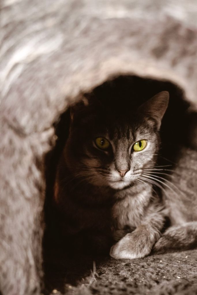 Close-up of a tabby cat with green eyes peeking from a cozy hideout, creating a warm and inviting scene.