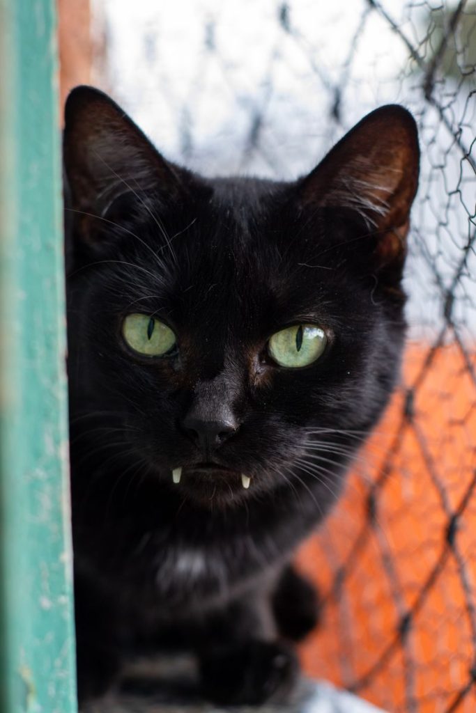 Intense close-up of a black cat with striking green eyes peering through a cage, perfect for feline-themed projects.