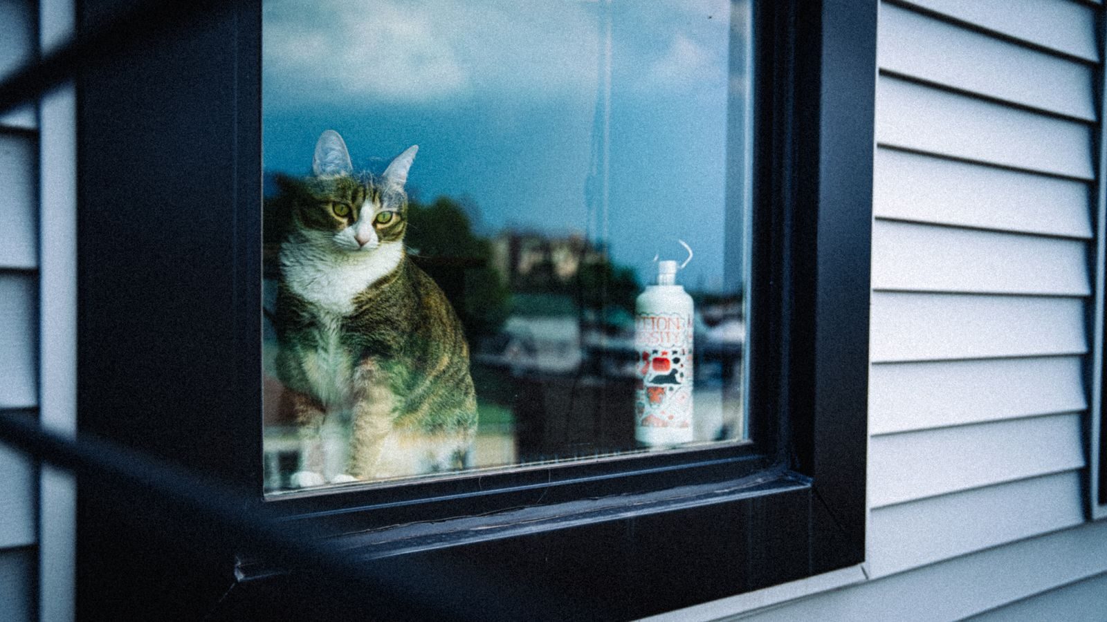 A peaceful tabby cat gazes through a window in a New York home, capturing a serene moment.