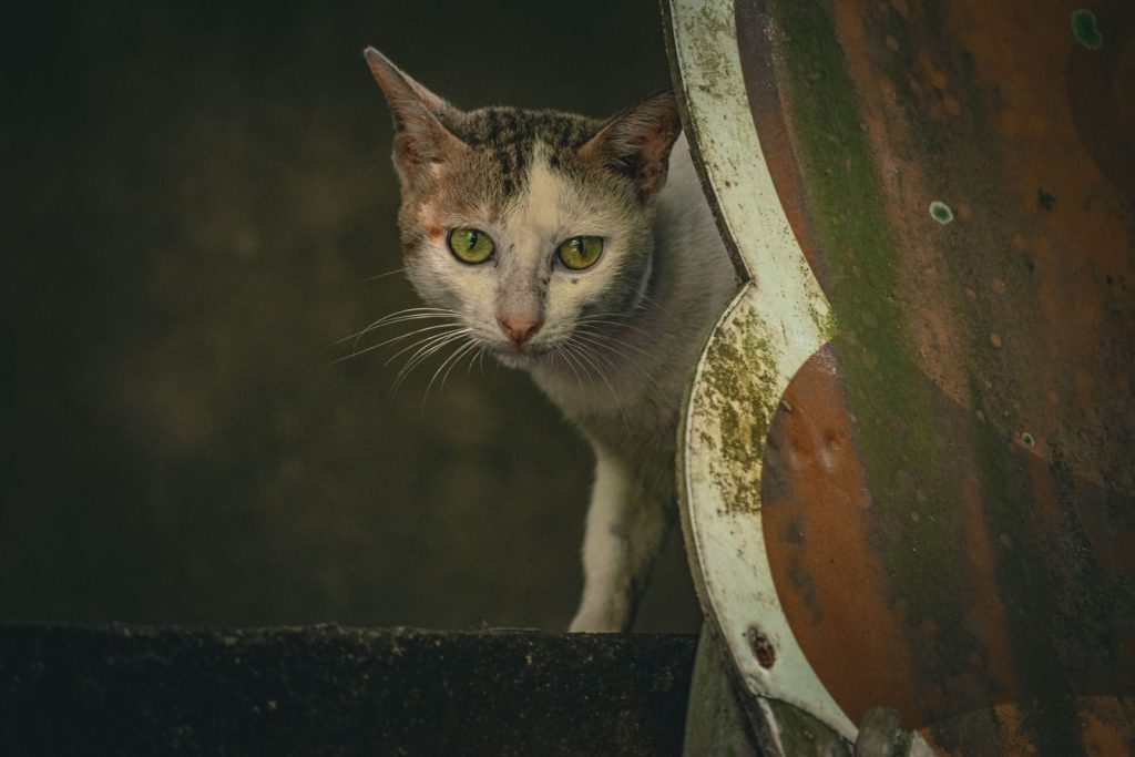 A curious cat with green eyes gazes through a rusty, colorful metal opening in an urban setting.