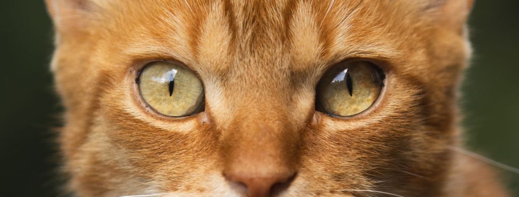 Detailed close-up of a ginger cat's eyes showing vivid color and texture in bright lighting.