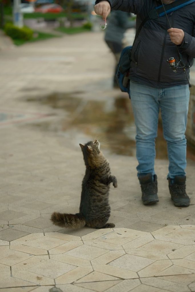 A playful street interaction between a fluffy cat and a person in Degirmendere, Türkiye.