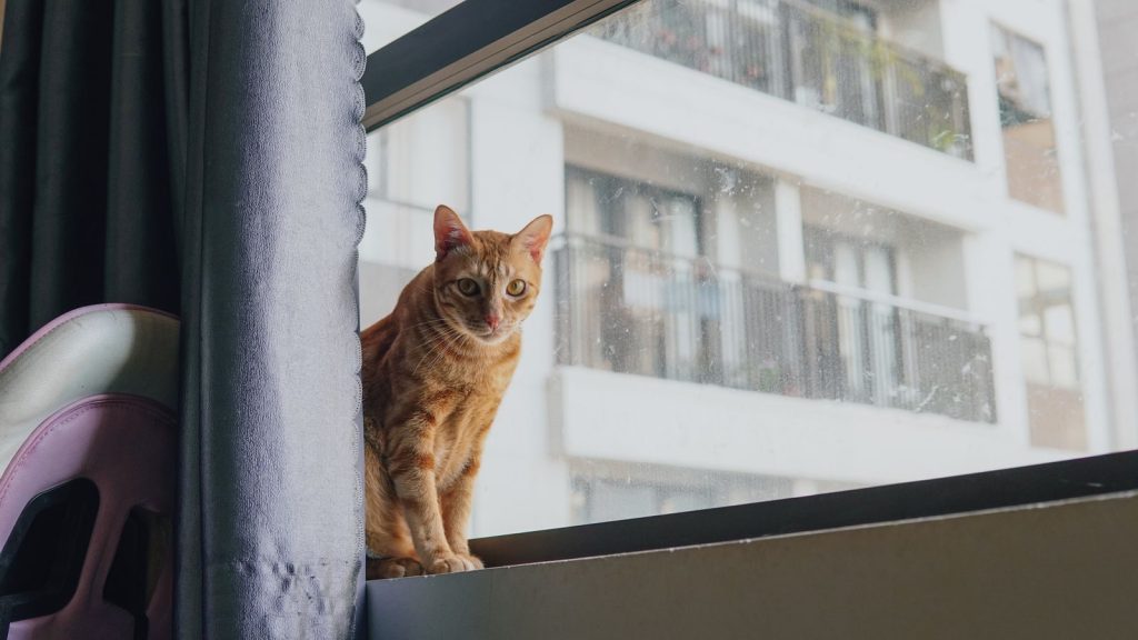 An orange tabby cat sits by a window with a view of urban apartments.