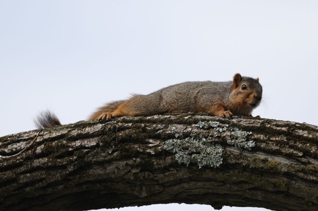 A fox squirrel lies comfortably on a lichen-covered tree branch, showcasing its natural habitat.