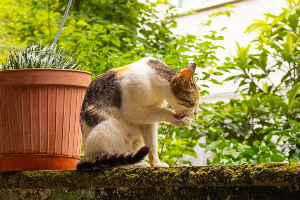 A cat grooms itself beside a potted plant outdoors in Rize, Türkiye.