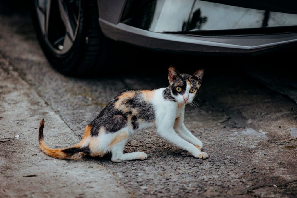 Calico cat cautiously standing near a parked car on a gravel road.