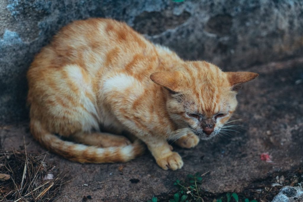 A stray ginger cat with closed eyes resting on pavement against a stone wall.