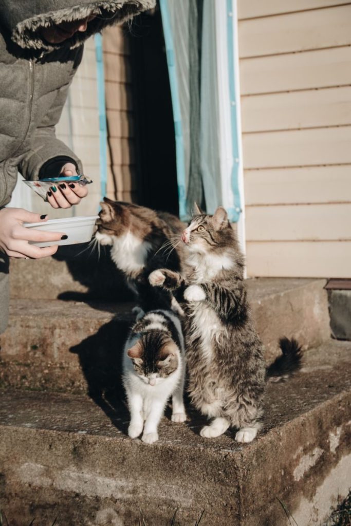 Three cats eagerly waiting for food on outdoor steps. Captured in warm sunlight, showcasing feline curiosity.