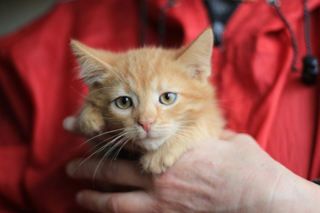 A cute ginger kitten with big eyes held gently in human hands.