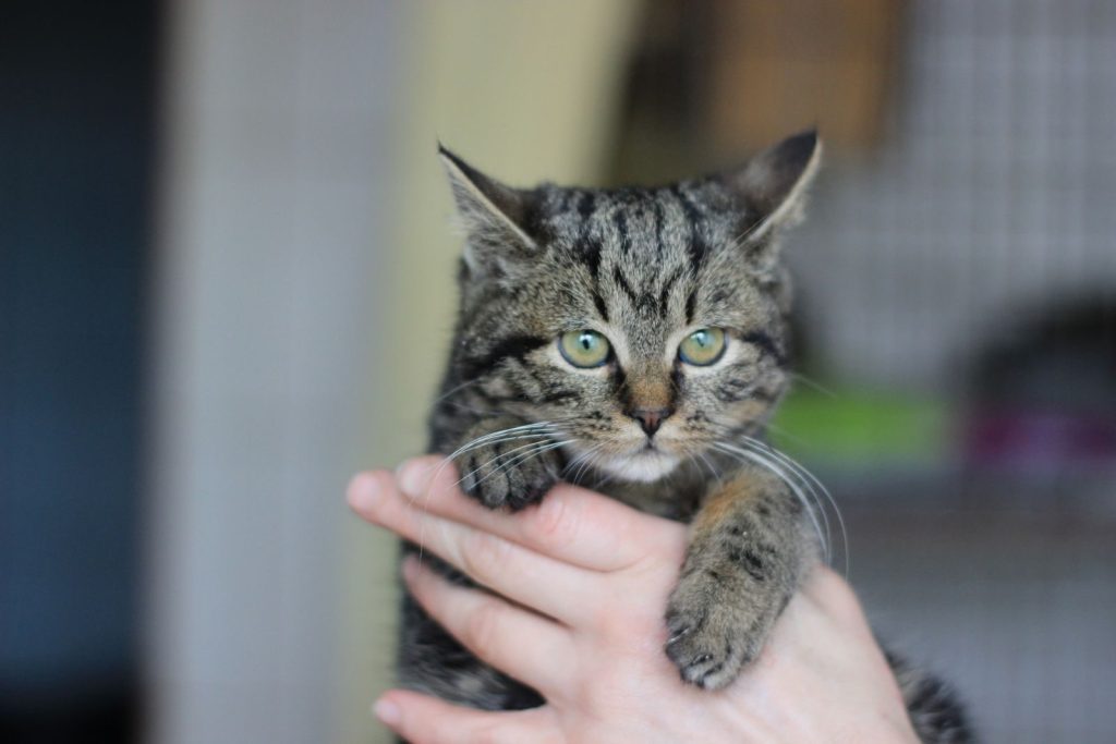 Adorable tabby kitten being gently held indoors for a cozy portrait.